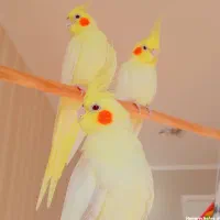 یه جفت طوطی عروس مولد معاوضه با فنچ|پرنده|فردیس, منظریه|دیوار