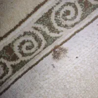 فرش ۶ متری|فرش|اهواز, پردیس دو|دیوار