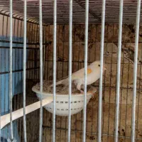 قناری ماده پس کوزه ای