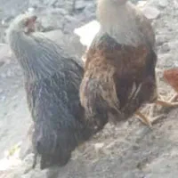 نیمچه مرغ گلپایگانی و مرغ بالغ|حیوانات مزرعه|دماوند, دماوند|دیوار