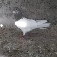 نر کله سرکه ای. سوه قدیم