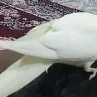 گمشده