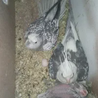 جوجه عروس هلندی وایت فیس