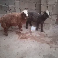 بره کشتی وداشتی سر حال