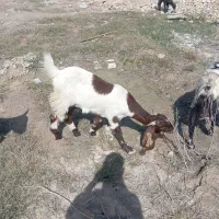 بز نر ماده|حیوانات مزرعه|شادگان, |دیوار