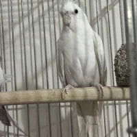 عروس هلندی آلبینو و دوکت|پرنده|رفسنجان, |دیوار