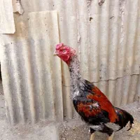 خروس لاری جنس عالی تخفیف پای معامله