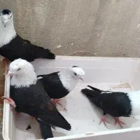 کبوتر چهار عدد مخمل