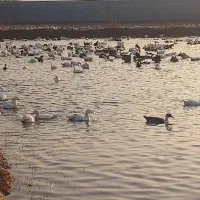 فروش اردک شالیزار