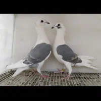 کبوتر پشتی دوکت کینگ