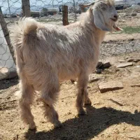 کهره نر چاق