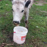 فروش ۲عددلیشه،یک عددنر|حیوانات مزرعه|گوراب زرمیخ, |دیوار