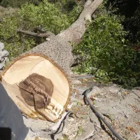 خرید چوب خرید درخت