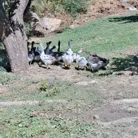 غاز محلی