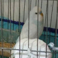 مرغ عشق نر