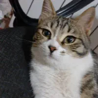 واگذاری گربه رایگان