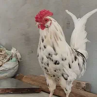 خروس|حیوانات مزرعه|اهواز, ۳۰ متری|دیوار