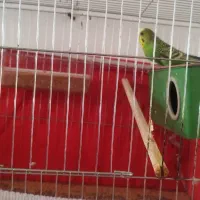 پرنده جفت با ۵ تا تخم|پرنده|یزد, |دیوار