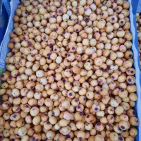 گوییژدرجه۱تازه بار....زالزالک خوشمزه