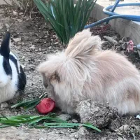 خرگوش جرسی|موش و خرگوش|خمینیشهر, |دیوار