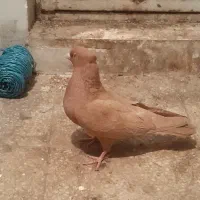ماده زرد فروش یا معاوضه