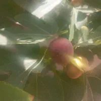 فروش انجیر تازه خانگی