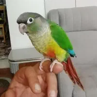 2عددگرینچیک|پرنده|پاکدشت, شهرک امام رضا|دیوار