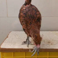 مرغ گلین لری|حیوانات مزرعه|شیراز, شهرک کوشکک|دیوار