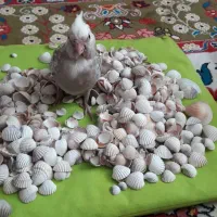 عروس هلندی ۲ماهه،بسیار دوستداشتنی زیبا|پرنده|فومن, |دیوار