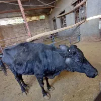 حیوانات مزرعه