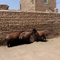 میش ابستن قرمز افشاری مایه کرده