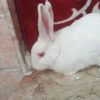 خرگوش بازیگوش