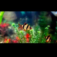 آکواریوم و ماهی و لوازم|ماهی|قروه, |دیوار