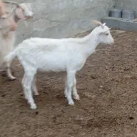 فروش بز های سانن|حیوانات مزرعه|ماهدشت, |دیوار