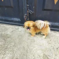 سگ پشمالو پاکوتاه