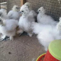مرغ و خروس سیبرایت وجوجه ابریشمی جوجه سیبرایت|حیوانات مزرعه|مشهد, ثامن|دیوار