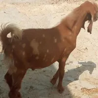 کهره نر