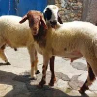 گوسفند زنده باترازوی دیجیتال