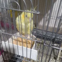 فروش عروس هلندی