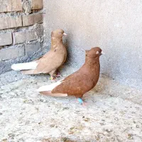 نرماده دم سفید