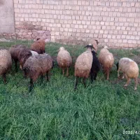 گوسفندوبره