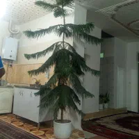 گل طبیعی کاج مطلق ۳متتری