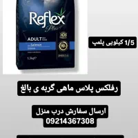 گربه پرشین توی پودل ژرمن|گربه|تبریز, |دیوار