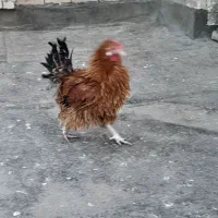 خروس فری جوان|حیوانات مزرعه|مشهد, کشف|دیوار