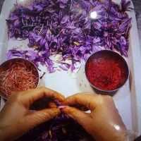 زعفران سرگل عمده عمده کارشناسی فروش|عمده‌فروشی|کرج, باغستان|دیوار