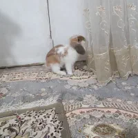 خرگوش خانگی باهوش و حرف گوش کن