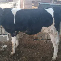 دوراس گوساله نر یکی اسراعیلی خالص یکیم  محلی|حیوانات مزرعه|زرقان, |دیوار