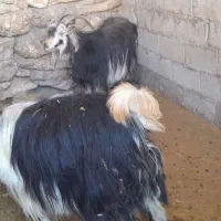 بز ابستن|حیوانات مزرعه|مسجد سلیمان, |دیوار