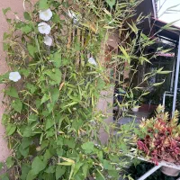 اقامتگاه بوم گردی سپیدان|اجارهٔ کوتاهمدت ویلا و باغ|سپیدان, |دیوار