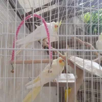 فروش فوری